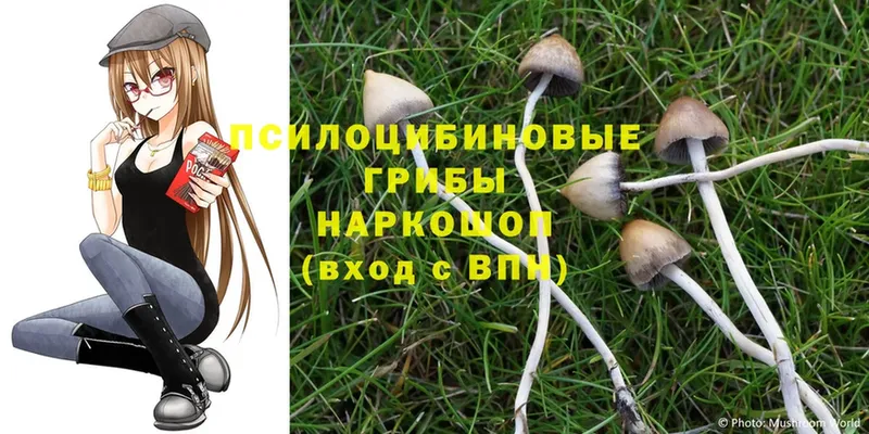 Галлюциногенные грибы Psilocybine cubensis  цена   Беслан 